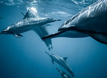 世俱杯竞猜网站-李婷：刘国梁全新任期全面提升